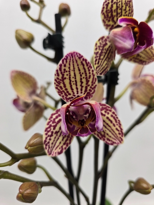 <h4>Limited 65 week 18</h4>