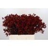 Kangaroo Paw Red Gem