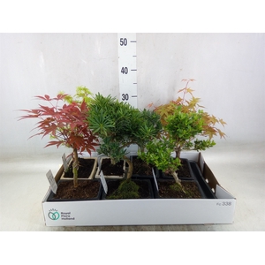 Bonsai   ...mix