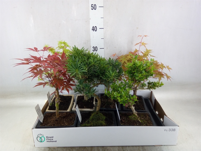 <h4>Bonsai   ...mix</h4>