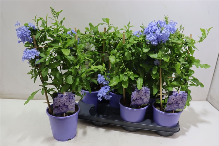 Plumbago Auriculata