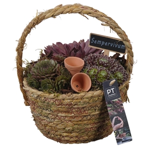 PTS7384 Arrangement Sempervivum in rieten mand