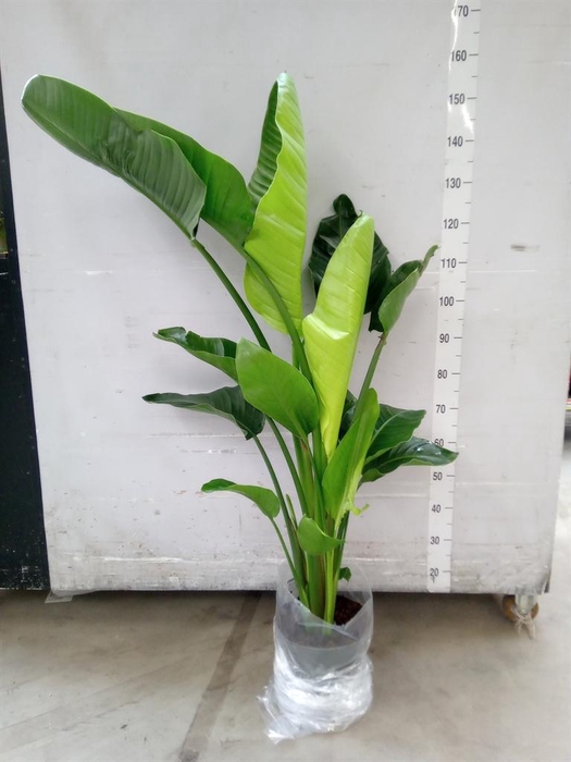 <h4>Strelitzia nicolai</h4>