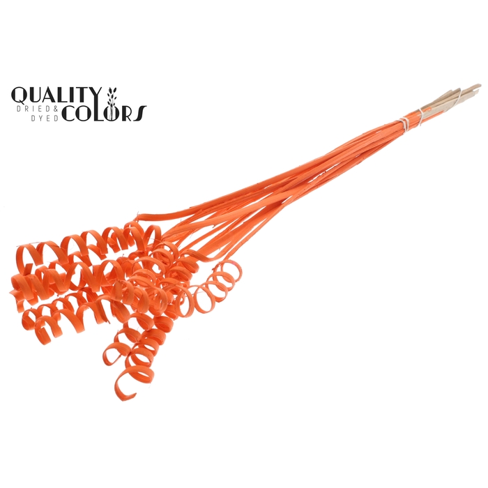 <h4>Cane Spring on stem Covered Orange</h4>