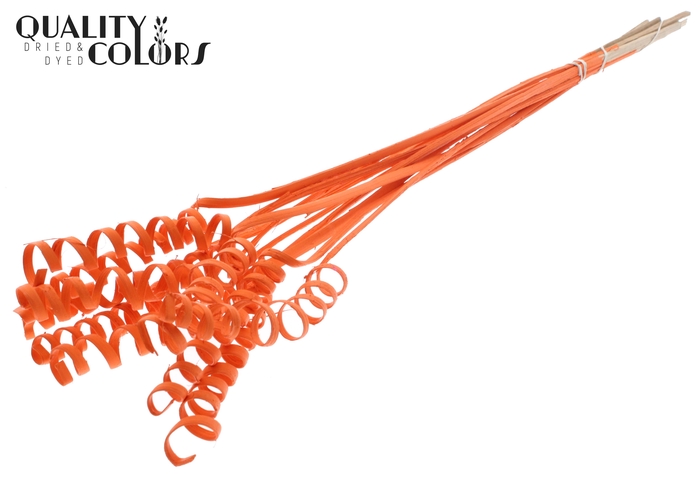 Cane Spring on stem Covered Orange