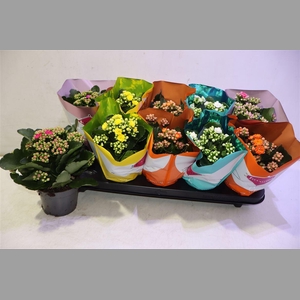Kalanchoe Double Deluxe Mix