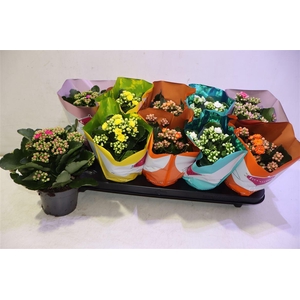 arr8 Kalanchoe Double Deluxe Mix