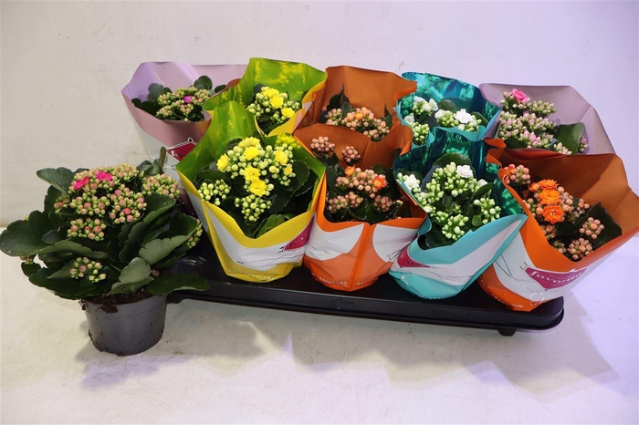 <h4>Kalanchoe Double Deluxe Mix</h4>