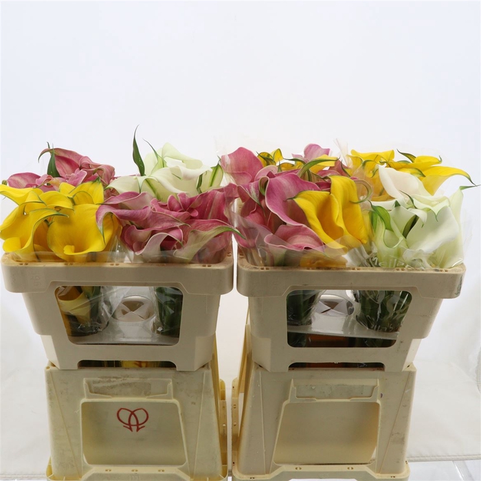 <h4>Calla Gemengd In Fust | Dubbelbloemig</h4>