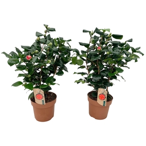 Camellia Lady Campbell 25+ knop