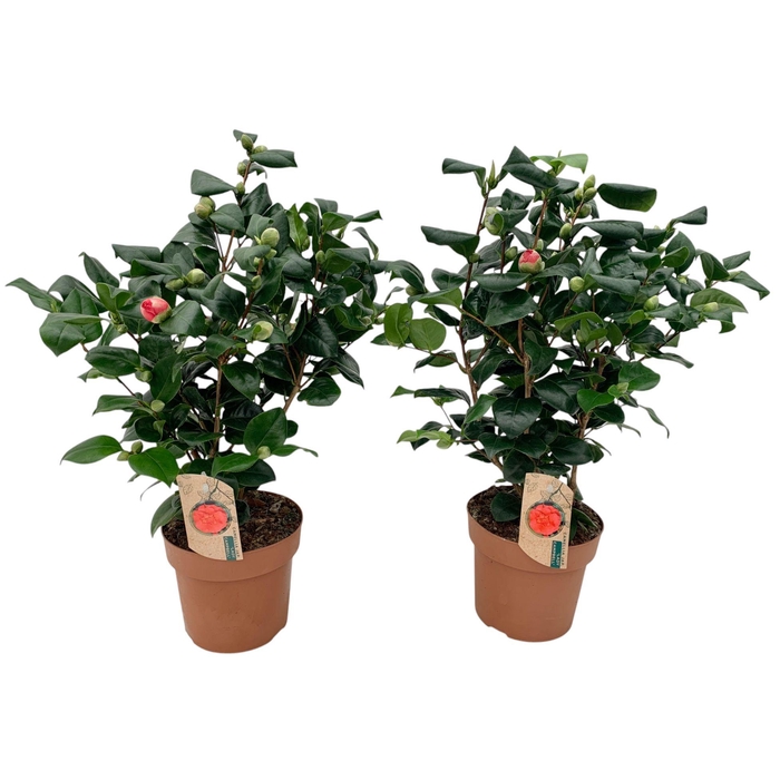 <h4>Camellia Lady Campbell 25+ knop</h4>