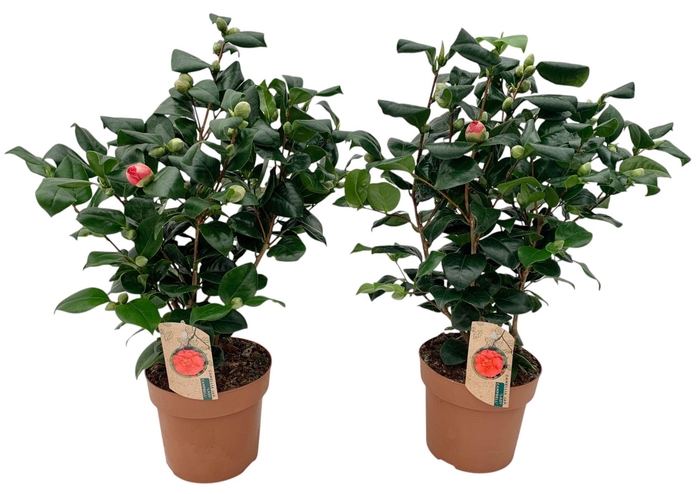 Camellia Lady Campbell 25+ knop