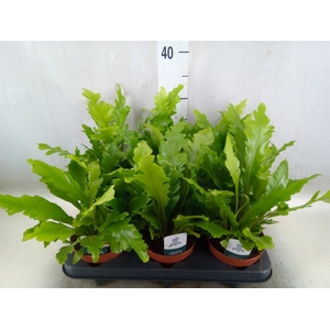 Asplenium nidus 'Campio'