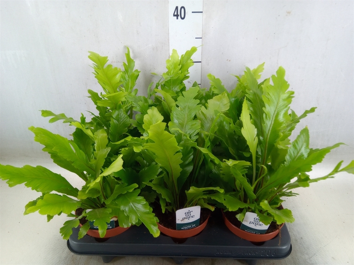 <h4>Asplenium nidus 'Campio'</h4>