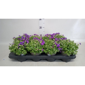 Aubrieta gracilis 'Kitte'