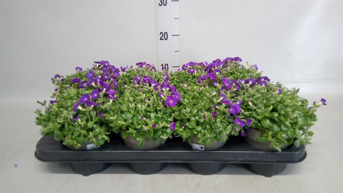 <h4>Aubrieta gracilis 'Kitte'</h4>