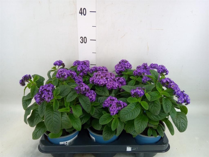 <h4>Heliotropium   ...</h4>