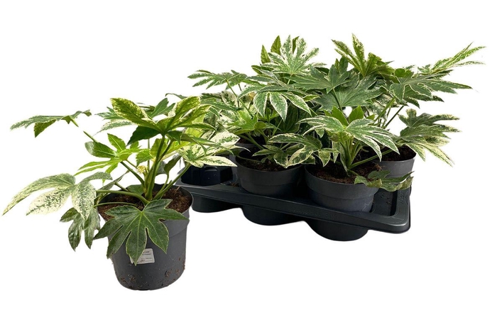 <h4>FATSIA VARIEGATA</h4>