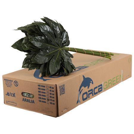 ARALIA 70 CM ORCA