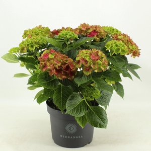 Hydrangea Schloss Wackerbarth (Hortensia)