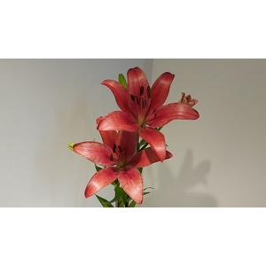 Lilium LA Red 3+ buds