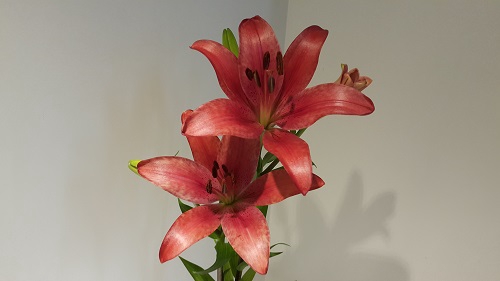 <h4>Lilium LA Red 3+ buds</h4>