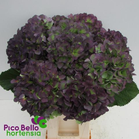 <h4>HYDR M CH VERE BL CL</h4>