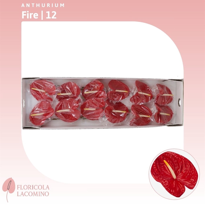 <h4>Anthurium Fire</h4>