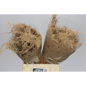 Aspa 1e Veren Apricot X50