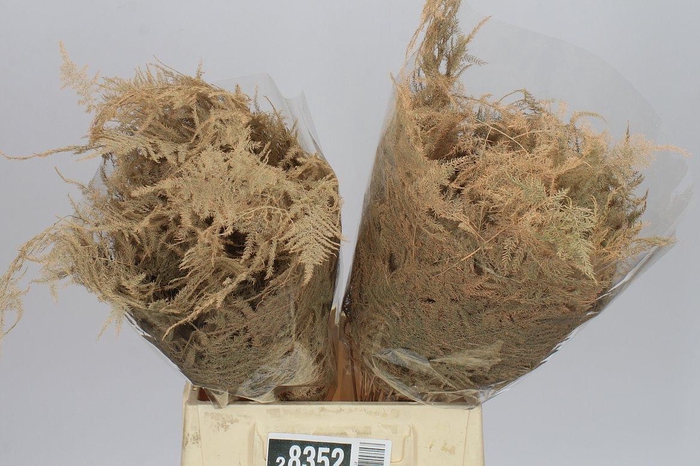 <h4>Aspa 1e Veren Apricot X50</h4>