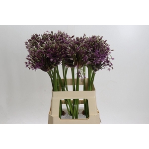 ALLIUM MERCURIUS ALLIUM MERCURIUS