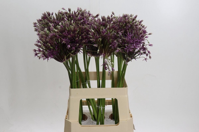 <h4>ALLIUM MERCURIUS ALLIUM MERCURIUS</h4>