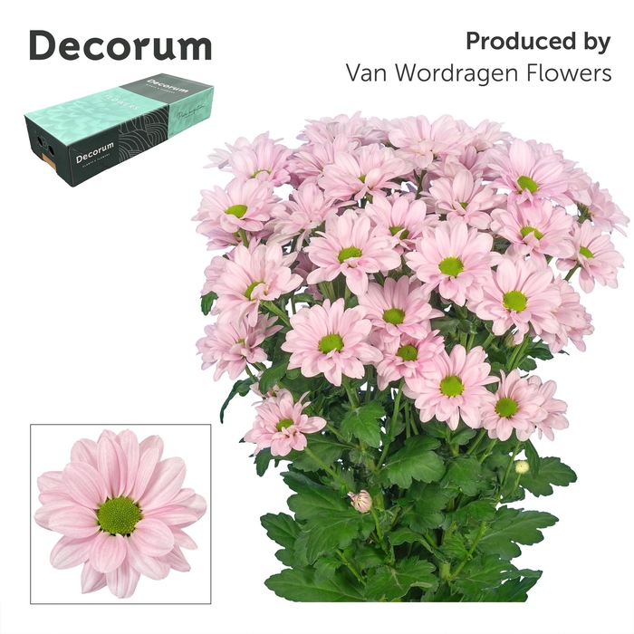 <h4>Chr T Kennedy Rosy Decorum</h4>