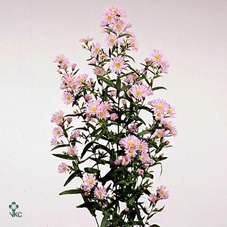 <h4>Aster Painted Lady</h4>