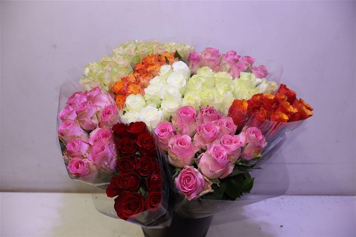 <h4>R Gr Mix X10</h4>