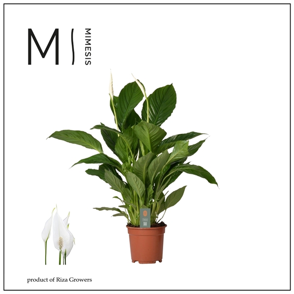 <h4>Spathiphyllum 'Vivaldi'</h4>
