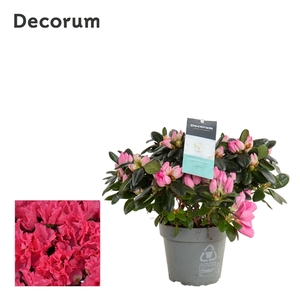 Azalea 13 cm Roze - Decorum