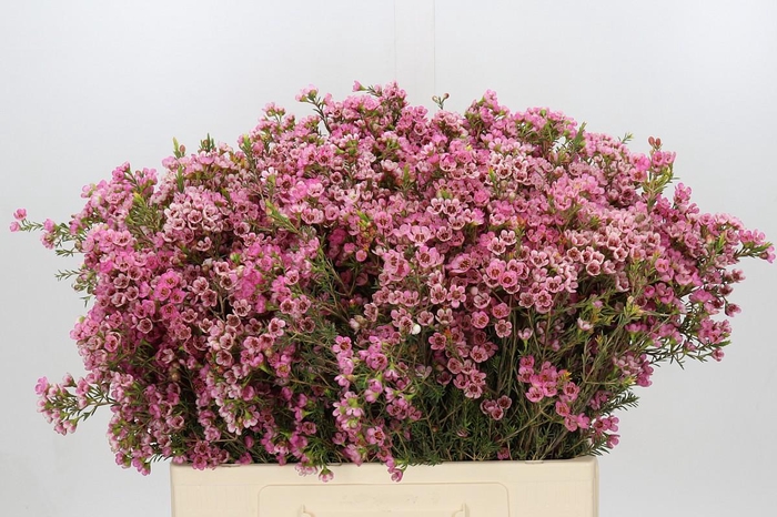 <h4>Chamelaucium Sarah's Delight</h4>