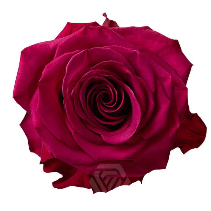 <h4>R GR ROSEBERRY Tessa</h4>