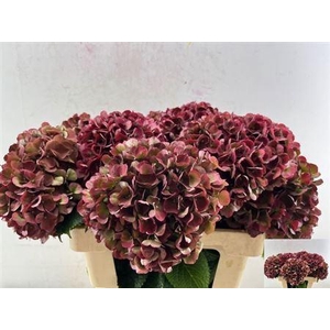 Hydr M Mag Pi Ruby Cl