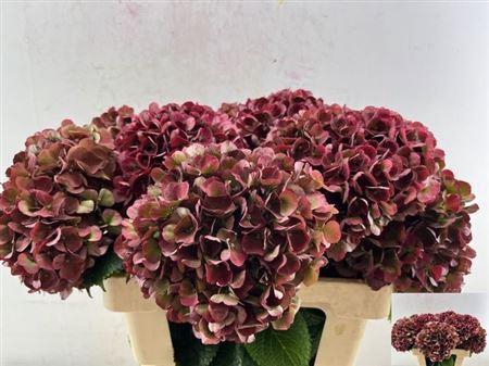 <h4>Hydr M Mag Pi Ruby Cl</h4>