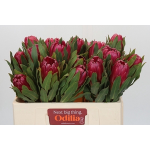 Protea Brenda