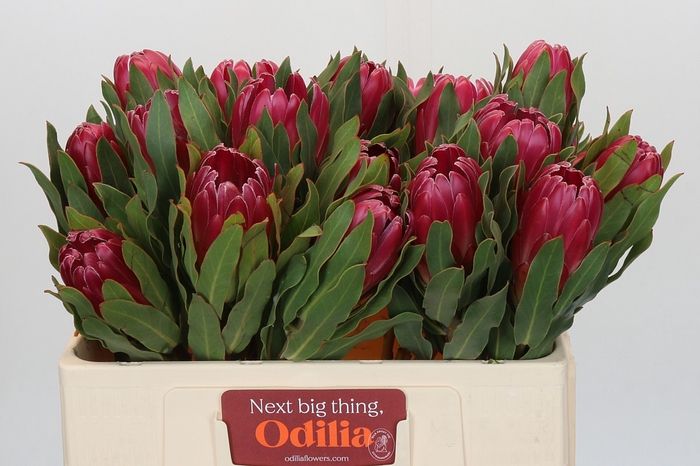 <h4>Protea Brenda</h4>