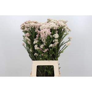 Ozothamnus Cooks Lightpink Spray