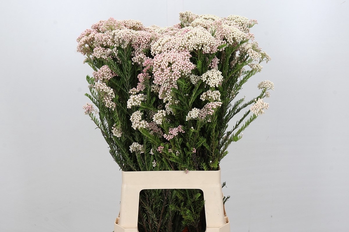 Ozothamnus Cooks Lightpink Spray