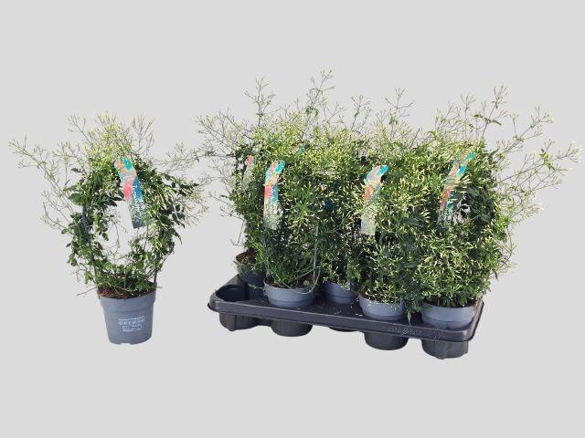 <h4>Jasm Polyanthum Wit</h4>