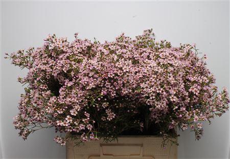 <h4>Chamelauc Solar</h4>