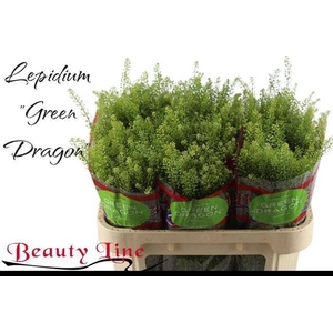 LEP VI GREEN DRAGON