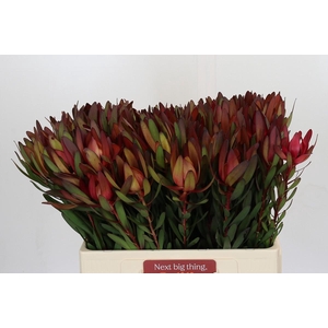 Leucadendron Safari Sunset