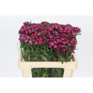 Dianthus Br Amazon Neon Cherry